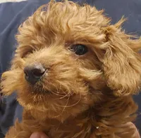 Gentri Micro f1b, a female Goldendoodle and Miniature Goldendoodle for sale in San Diego, CA – Photo 6 of 10