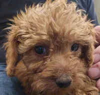 Gentri Micro f1b, a female Goldendoodle and Miniature Goldendoodle for sale in San Diego, CA – Photo 7 of 10