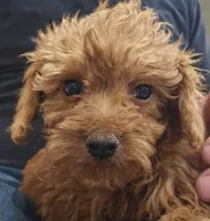 Gentri Micro f1b, a female Goldendoodle and Miniature Goldendoodle for sale in San Diego, CA – Photo 2 of 10