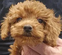 Gentri Micro f1b, a female Goldendoodle and Miniature Goldendoodle for sale in San Diego, CA – Photo 3 of 10