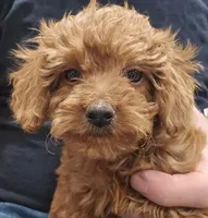 Gentri Micro f1b, a female Goldendoodle and Miniature Goldendoodle for sale in San Diego, CA – Photo 8 of 10