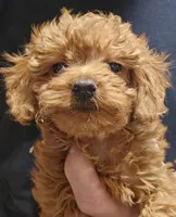 Gentri Micro f1b, a female Goldendoodle and Miniature Goldendoodle for sale in San Diego, CA – Photo 5 of 10