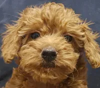 Gentri Micro f1b, a female Goldendoodle and Miniature Goldendoodle for sale in San Diego, CA – Photo 4 of 10