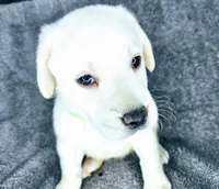 Dot AKC White, a female Labrador Retriever for sale in San Diego, CA – 2 of 3