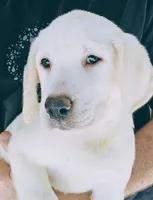Milly AKC English White, a female Labrador Retriever for sale in Fontana, CA – 6 of 10