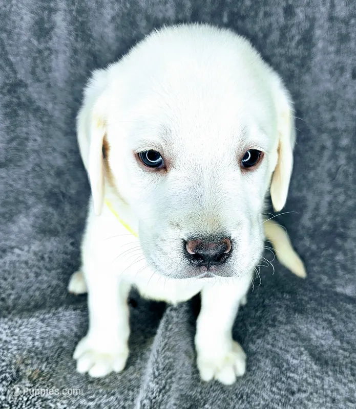 Bailey AKC White – Labrador Retriever puppy for sale in San Diego, CA