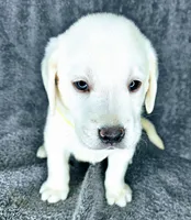 Bailey AKC White, a female Labrador Retriever for sale in San Diego, CA – 1 of 5