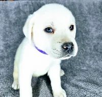 Mags AKC White, a female Labrador Retriever for sale in San Diego, CA – 5 of 6