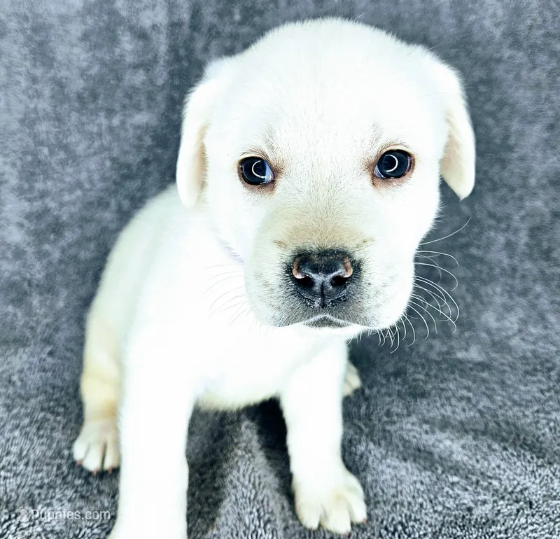 Mags AKC English White – Labrador Retriever puppy for sale in Fontana, CA