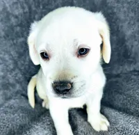 Milly AKC White, a female Labrador Retriever for sale in San Diego, CA – 2 of 4