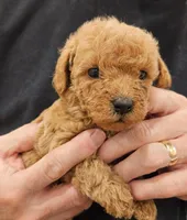 Bailey micro f1b, a female Labradoodle and Miniature Labradoodle for sale in San Diego, CA – Photo 6 of 7