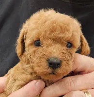 Bailey micro f1b, a female Labradoodle and Miniature Labradoodle for sale in San Diego, CA – Photo 1 of 7
