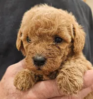 Bailey micro f1b, a female Labradoodle and Miniature Labradoodle for sale in San Diego, CA – Photo 7 of 7