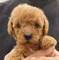 Bailey micro f1b, a female Labradoodle and Miniature Labradoodle for sale in San Diego, CA – Photo 4 of 7