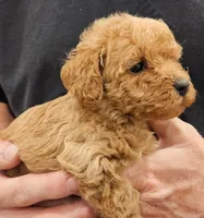 Bailey micro f1b, a female Labradoodle and Miniature Labradoodle for sale in San Diego, CA – Photo 5 of 7