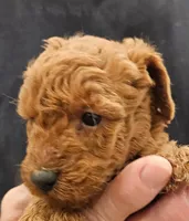 Buddy Micro f1b, a male Labradoodle and Miniature Labradoodle for sale in San Diego, CA – Photo 5 of 6