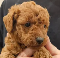Buddy Micro f1b, a male Labradoodle and Miniature Labradoodle for sale in San Diego, CA – Photo 1 of 6