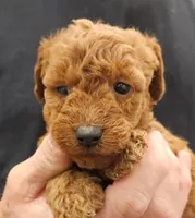 Buddy Micro f1b, a male Labradoodle and Miniature Labradoodle for sale in San Diego, CA – Photo 4 of 6
