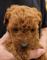 Buddy Micro f1b, a male Labradoodle and Miniature Labradoodle for sale in San Diego, CA – Photo 2 of 6