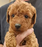 Buddy Micro f1b, a male Labradoodle and Miniature Labradoodle for sale in San Diego, CA – Photo 3 of 6
