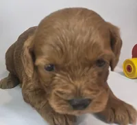 Sandi Mini F1b, a female Labradoodle and Miniature Labradoodle for sale in San Diego, CA – Photo 1 of 10