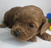 Sandi Mini F1b, a female Labradoodle and Miniature Labradoodle for sale in San Diego, CA – Photo 3 of 10