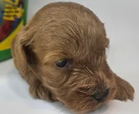 Sandi Mini F1b, a female Labradoodle and Miniature Labradoodle for sale in San Diego, CA – Photo 7 of 10