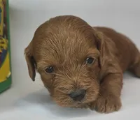 Sandi Mini F1b, a female Labradoodle and Miniature Labradoodle for sale in San Diego, CA – Photo 8 of 10