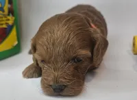 Sandi Mini F1b, a female Labradoodle and Miniature Labradoodle for sale in San Diego, CA – Photo 5 of 10