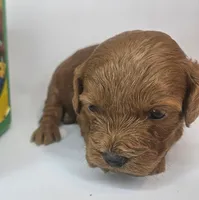 Sandi Mini F1b, a female Labradoodle and Miniature Labradoodle for sale in San Diego, CA – Photo 9 of 10