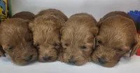 Sandi Mini F1b, a female Labradoodle and Miniature Labradoodle for sale in San Diego, CA – Photo 10 of 10