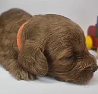 Sandi Mini F1b, a female Labradoodle and Miniature Labradoodle for sale in San Diego, CA – Photo 6 of 10