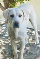 Bailey AKC English White, a female Labrador Retriever for sale in Fontana, CA – 9 of 10