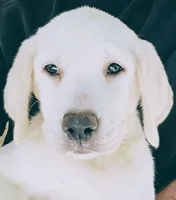 Milly AKC English White, a female Labrador Retriever for sale in Fontana, CA – 5 of 10