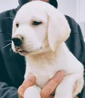 Lilly AKC English White, a female Labrador Retriever for sale in Fontana, CA – 8 of 10