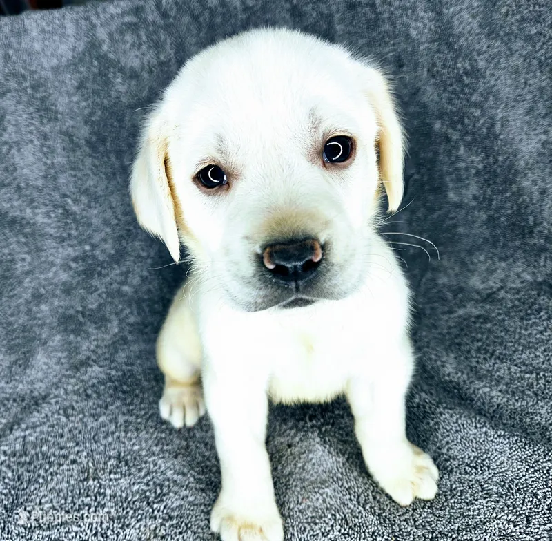 Lilly AKC English White – Labrador Retriever puppy for sale in Fontana, CA