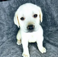 Lilly AKC White, a female Labrador Retriever for sale in San Diego, CA – 3 of 6