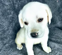 Lilly AKC White, a female Labrador Retriever for sale in San Diego, CA – 6 of 6