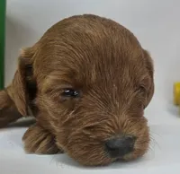 Rosie Mini F1b, a female Labradoodle and Miniature Labradoodle for sale in San Diego, CA – Photo 2 of 10
