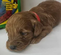Rosie Mini F1b, a female Labradoodle and Miniature Labradoodle for sale in San Diego, CA – Photo 3 of 10
