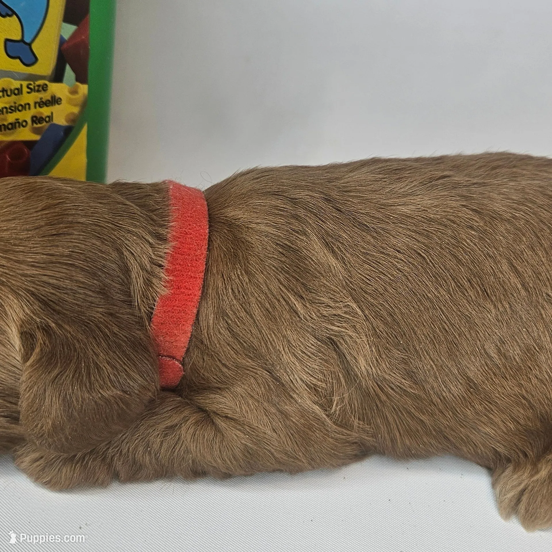 Rosie Mini F1b, a female Labradoodle and Miniature Labradoodle for sale in San Diego, CA – Photo 5 of 10
