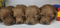 Rosie Mini F1b, a female Labradoodle and Miniature Labradoodle for sale in San Diego, CA – Photo 7 of 10