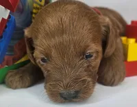 Rosie Mini F1b, a female Labradoodle and Miniature Labradoodle for sale in San Diego, CA – Photo 4 of 10