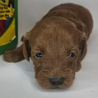 Rosie Mini F1b, a female Labradoodle and Miniature Labradoodle for sale in San Diego, CA – Photo 1 of 10