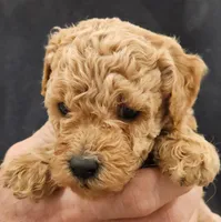 Fin Micro f1b, a male Labradoodle and Miniature Labradoodle for sale in San Diego, CA – Photo 5 of 8