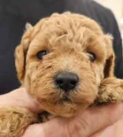 Fin Micro f1b, a male Labradoodle and Miniature Labradoodle for sale in San Diego, CA – Photo 3 of 8