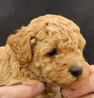 Fin Micro f1b, a male Labradoodle and Miniature Labradoodle for sale in San Diego, CA – Photo 6 of 8