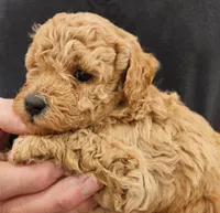 Fin Micro f1b, a male Labradoodle and Miniature Labradoodle for sale in San Diego, CA – Photo 8 of 8