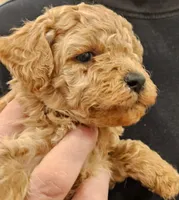 Fin Micro f1b, a male Labradoodle and Miniature Labradoodle for sale in San Diego, CA – Photo 7 of 8