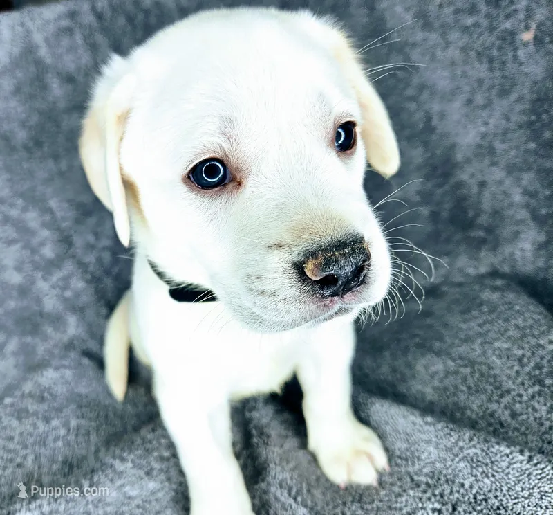 Milly AKC White – Labrador Retriever puppy for sale in San Diego, CA
